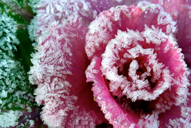 Planten kunnen bevriezen, waardoor cellen kapot gaan.