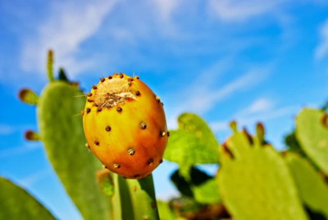 Close-up ng isang prickly peras 