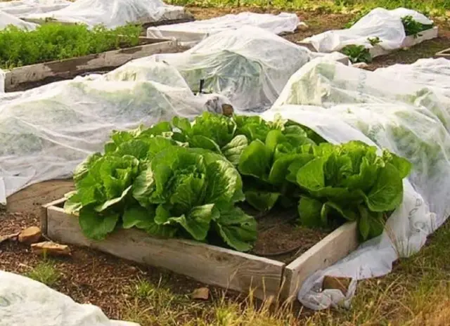 Fabric plant cover for frost protection 