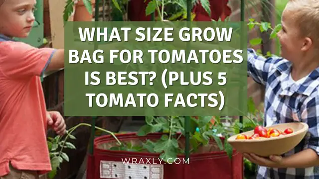 What size grow bag for tomatoes is best?