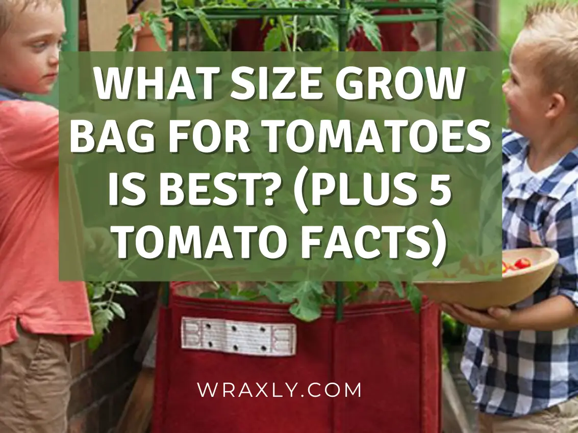 What size grow bag is best for tomatoes