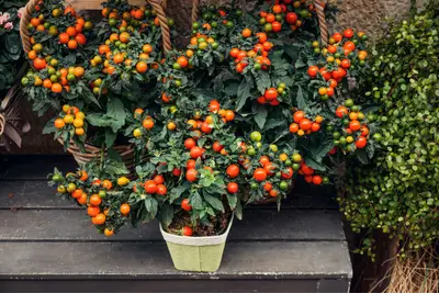 Un plant de tomate heureux