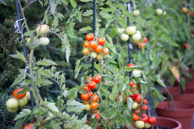 Os tomates cereja são ideais para cultivo em recipientes