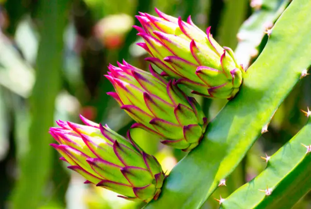 Dragon fruit cactus