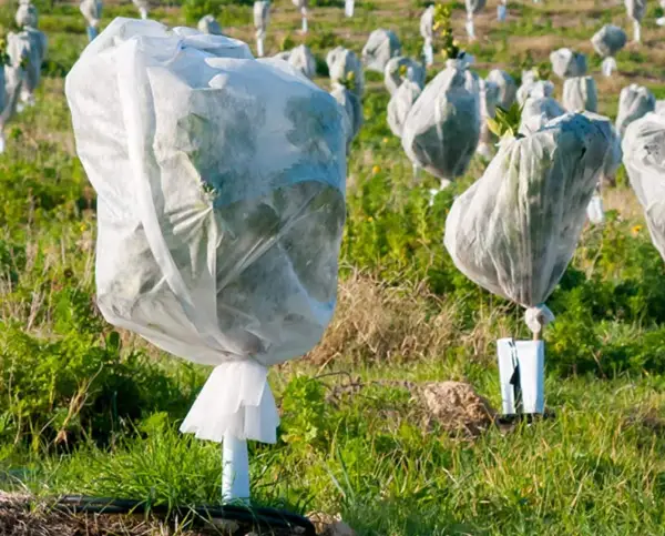 Het bedekken van uw bomen is een goede manier om ze gezond te houden en ze te beschermen tegen ongedierte.