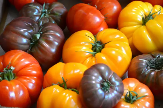 Wenn Sie einen Pflanzbeutel aus Stoff verwenden möchten, ist es wichtig, die richtige Tomatensorte auszuwählen