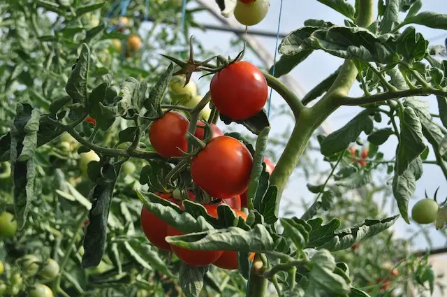 Tomato plants need a lot of sunshine for healthy growth