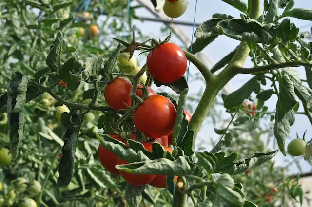 As plantas de tomate precisam de muito sol para um crescimento saudável