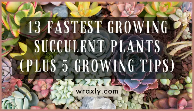 13 plantas suculentas de crescimento mais rápido
