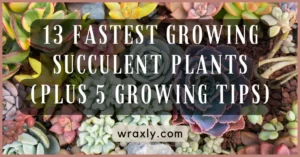 13 Fastest Growing Succulent Plants