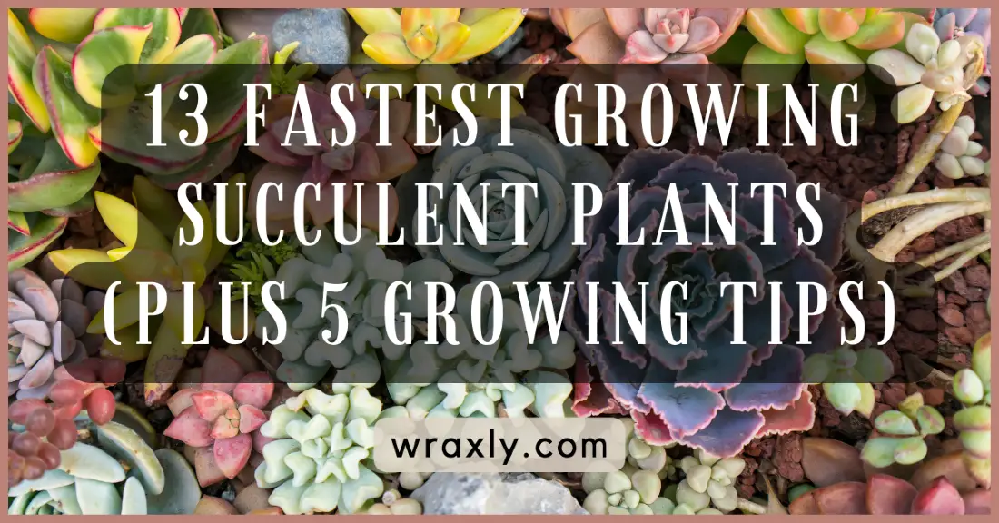 13 plantes succulentes à la croissance la plus rapide