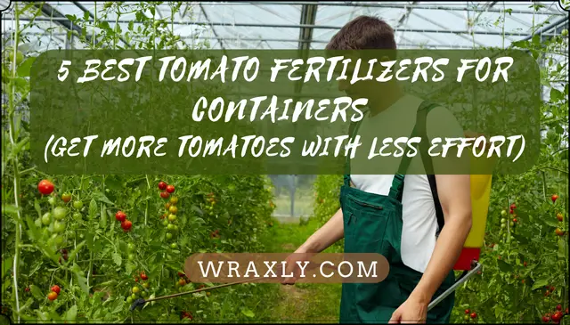 5 best tomato fertilizers for containers