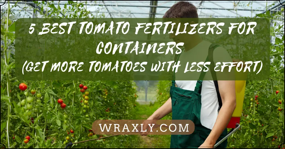 5 meilleurs engrais à tomates pour conteneurs