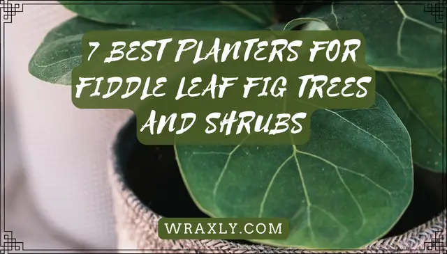 7 best planters for fiddle leaf fig trees and shrubs