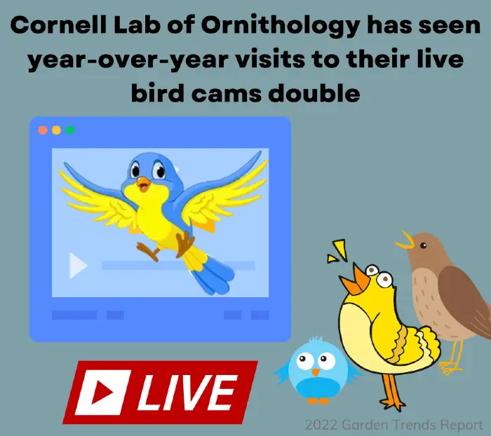 Infográfico: Cornell Lab of Ornithology viu o número de visitas ano após ano às suas câmeras de pássaros vivos dobrar