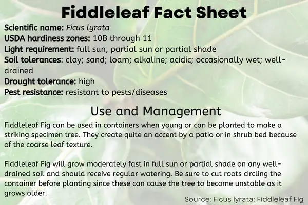 Scheda informativa di Fiddleleaf