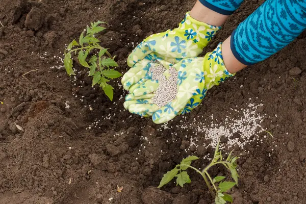Spreading granular fertilizer around young tomato plants.
