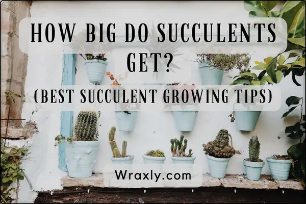 Quelle est la taille des succulentes ?