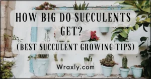 How Big Do Succulents Get (Best Succulent Growing Tips)