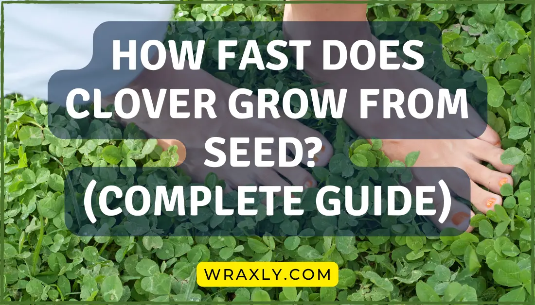 ¿Qué tan rápido crece el trébol a partir de la semilla?