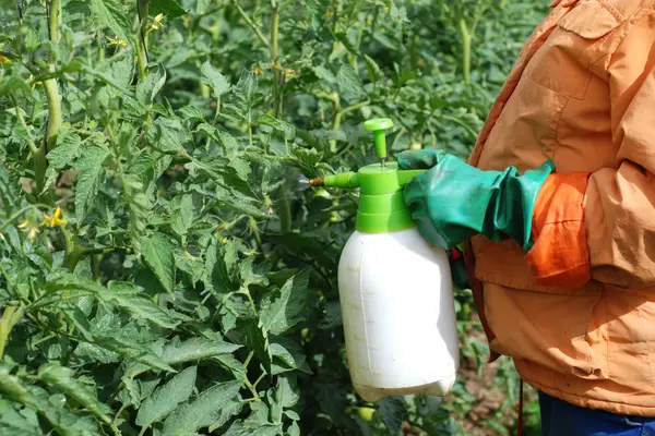 Spraying neem oil onto tomato plants