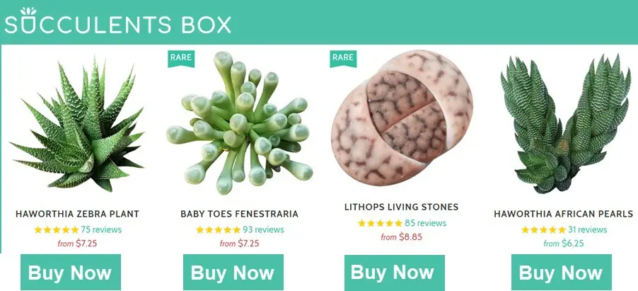 Succulents Box-banneradvertentie