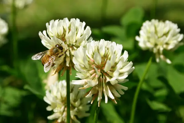 Bee gathering nectar from clover