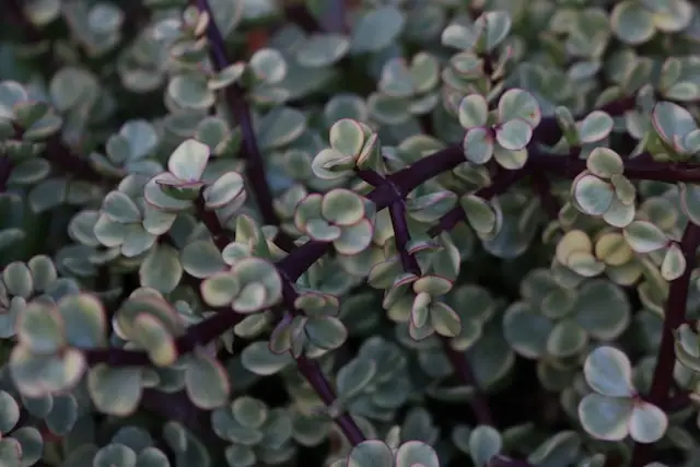 crassula falcata