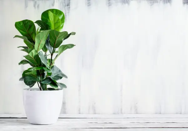 Fiddle leaf sa isang puting ceramic na lalagyan