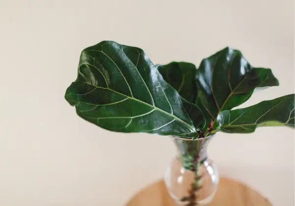 Fiddle leaf propagated in a vase