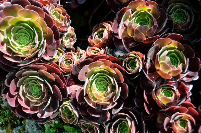 Aeonium vetplanten in een tuin