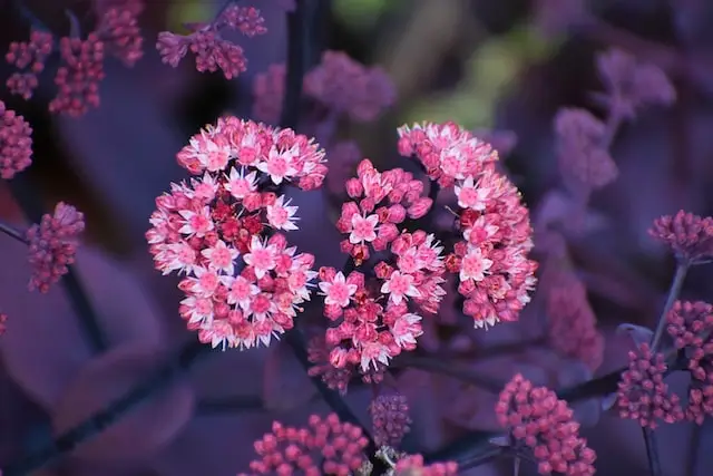 Close-up ng Sedum succulent na bulaklak