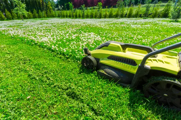 Mowing a clover lawn
