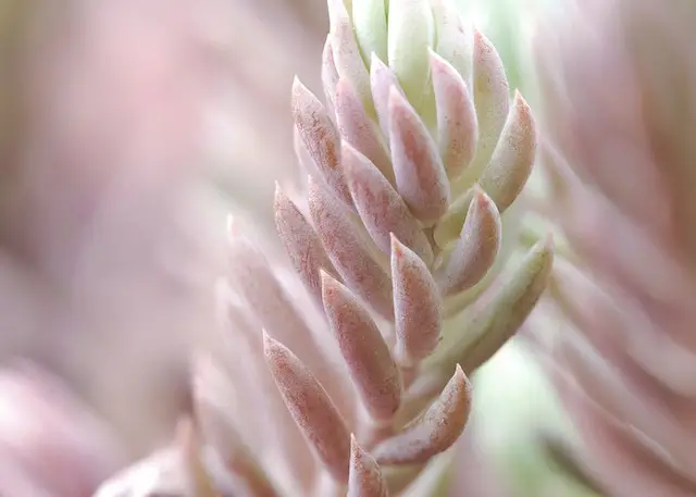 Colpo a macroistruzione di una pianta di Stonecrop