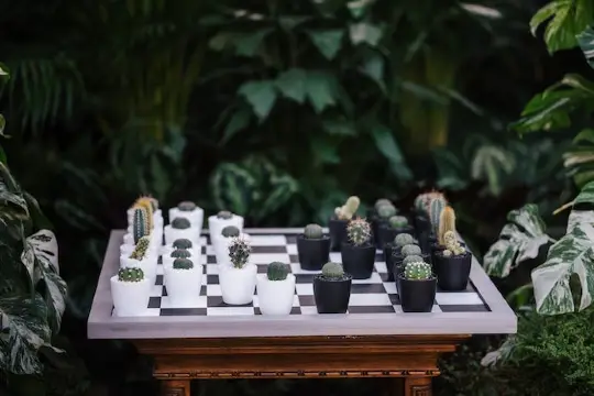 Small succulents on a chess board