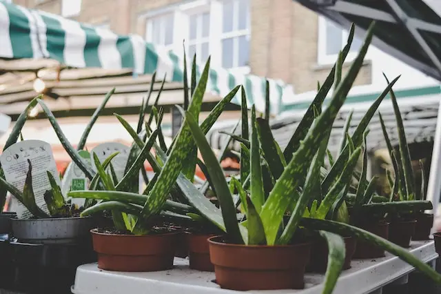 Green aloe vera plants