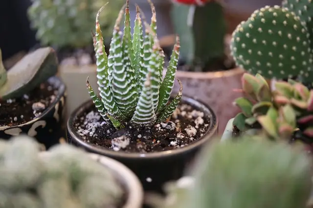 Haworthia fascinada en una olla