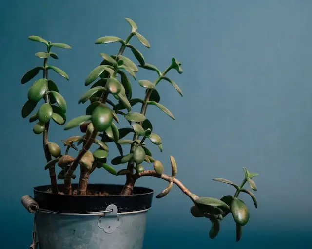 Succulent growing in a bucket