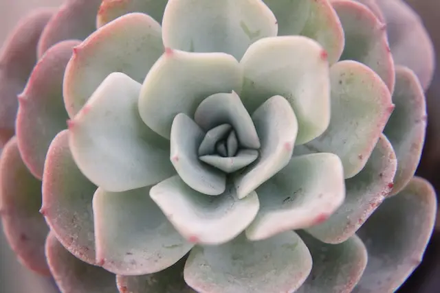 Halaman ng Echeveria 