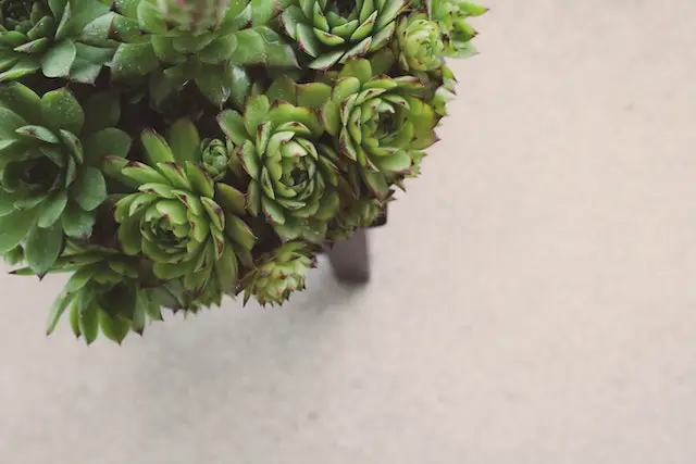 Bunch of Sempervivum plants arranged on stool
