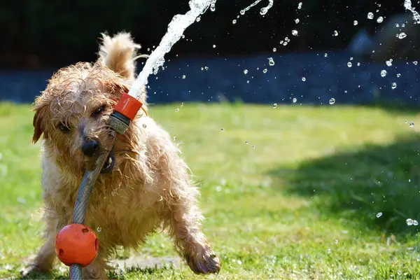 Puppy playing with a hose