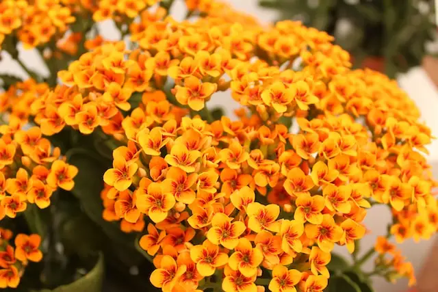 Kalanchoe com flores coloridas de laranja