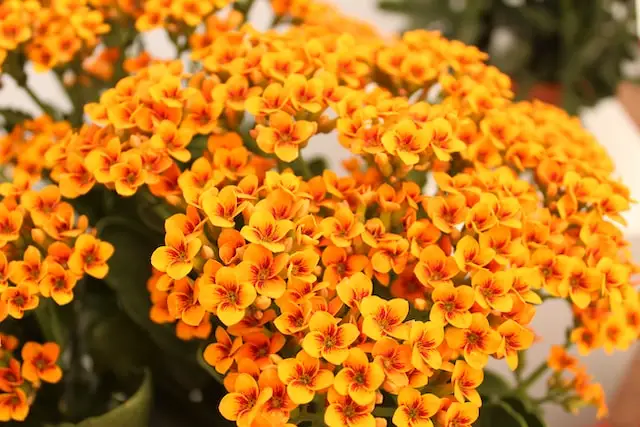 Kalanchoe aux fleurs orange colorées