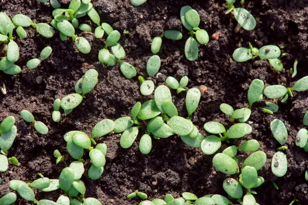 Clover sprouting