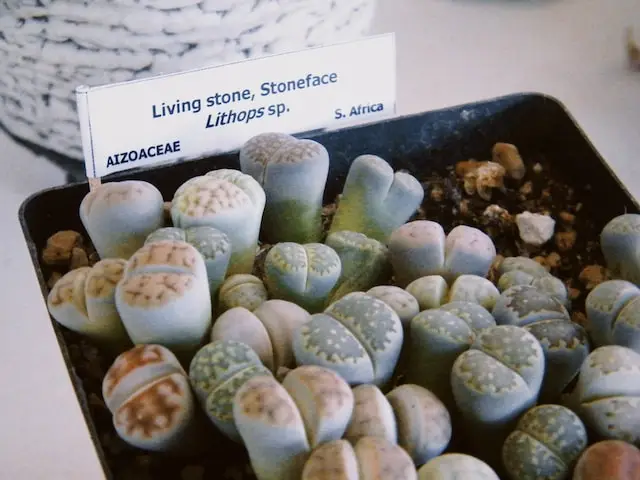 Lithops sp.