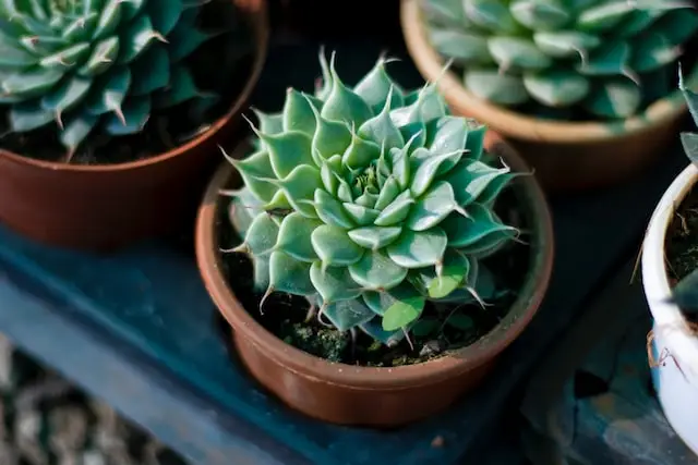 Halaman ng Laxmikamal (Graptopetalum macdougallii)