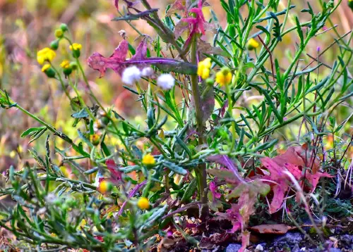 Certains composts peuvent contenir des graines de mauvaises herbes