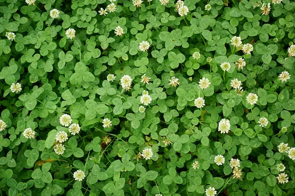 white clover