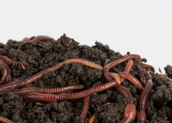 Primo piano del compost di vermi 