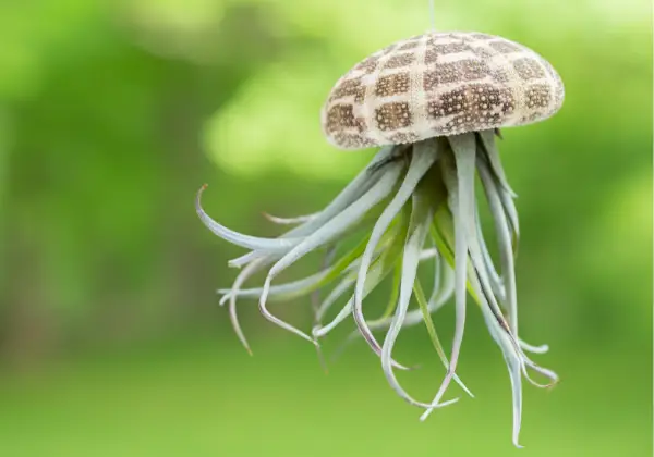 Planta de aire que crece en una concha